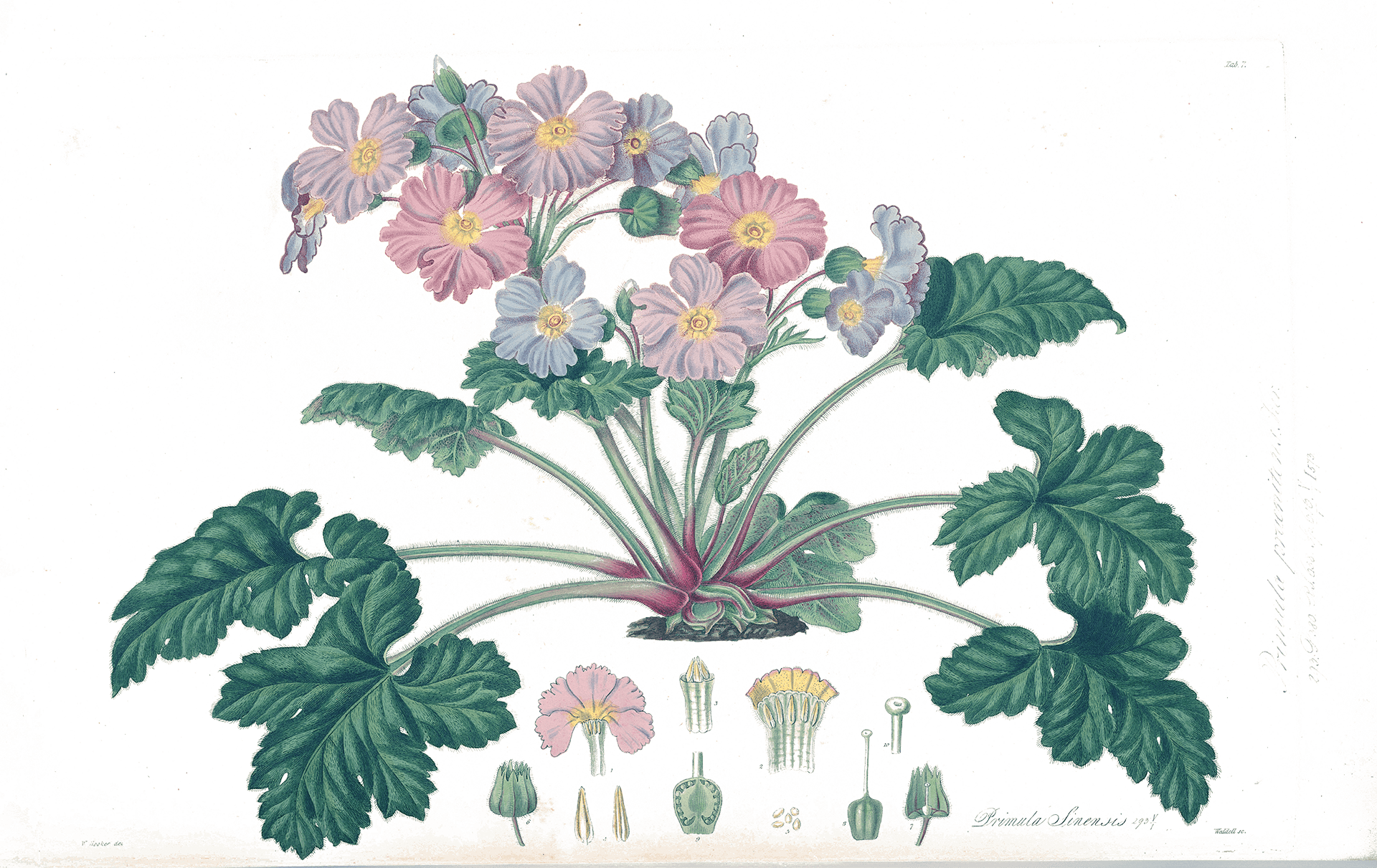 Botannical Illustration of a Primula Sinensis